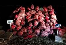 GNR apreende mais de 11 toneladas de amêijoa japonesa em Vila do Conde