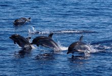 Golfinhos desfilam em Vila do Conde