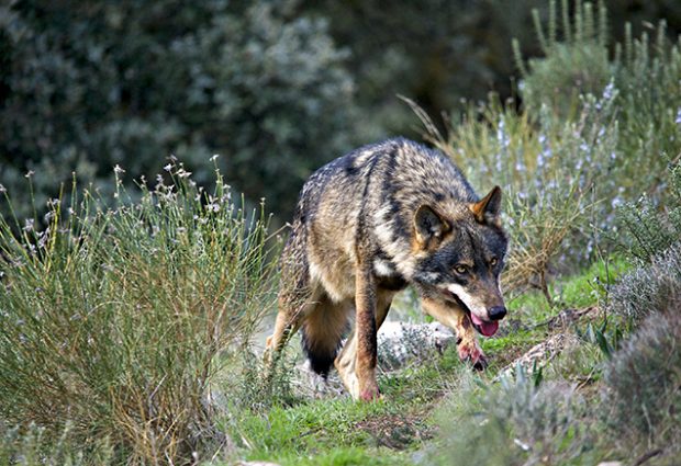 Dois lobos-ibéricos encontrados mortos em Montalegre e em Arcos de Valdevez