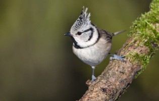 Dia Europeu de Observação de Aves em Vila do Conde