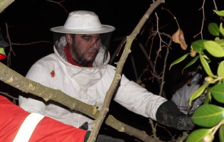 Destruídos 3 dos 13 ninhos de vespa asiática em Vila do Conde