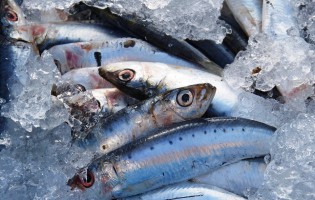 Pesca da sardinha interdita até final de fevereiro