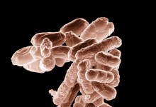 Cientistas descobrem uma bactéria resistente a antibióticos no rio Ave