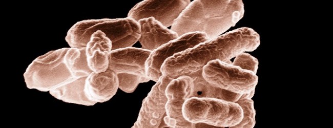 Cientistas descobrem uma bactéria resistente a antibióticos no rio Ave