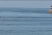 Golfinhos passeiam pelo mar de Vila do Conde