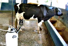 Produtores de leite de Portugal vão receber ajuda europeia