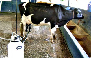 Produtores de leite de Portugal vão receber ajuda europeia