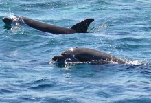 Golfinhos passeiam novamente pelo mar de Vila do Conde