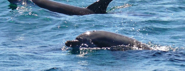 Golfinhos passeiam novamente pelo mar de Vila do Conde