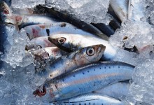 Quota da sardinha aumenta para 17 mil toneladas