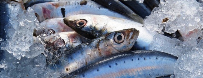 Quota da sardinha aumenta para 17 mil toneladas