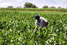Litoral Rural abre Incentivos aos Agricultores