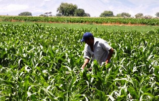 Litoral Rural abre Incentivos aos Agricultores