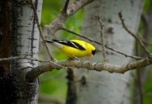Polícia Marítima deteta captura ilegal de aves na Reserva Ornitológica de Mindelo