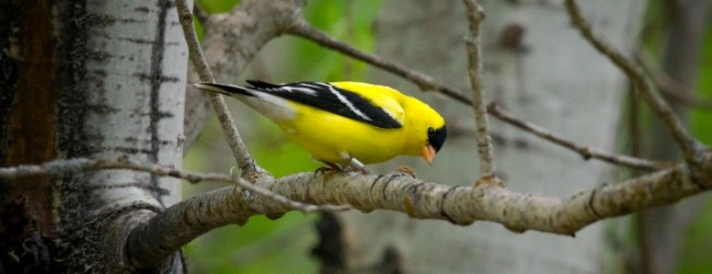 Polícia Marítima deteta captura ilegal de aves na Reserva Ornitológica de Mindelo