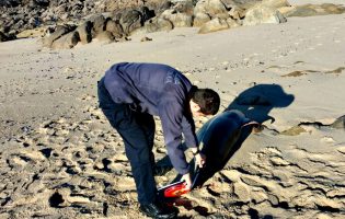 Golfinhos mortos dão à costa em Vila do Conde e Póvoa de Varzim