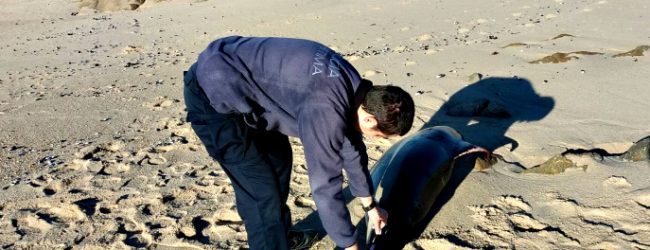 Golfinhos mortos dão à costa em Vila do Conde e Póvoa de Varzim