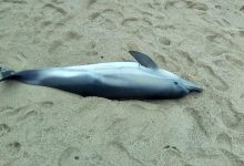 Golfinho morto dá à costa em Vila do Conde