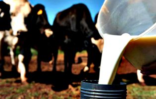 Novos desafios para a produção de leite em debate na Cooperativa Agrícola de Vila do Conde