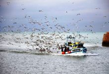 Pescadores podem apanhar 6.800 toneladas de sardinha até 31 de julho