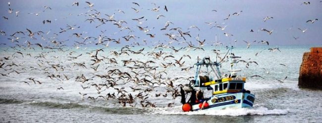 Pescadores podem apanhar 6.800 toneladas de sardinha até 31 de julho