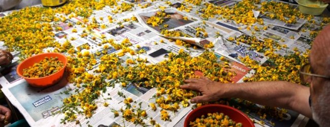 Vila do Conde vai acordar amanhã coberta de tapetes de flores