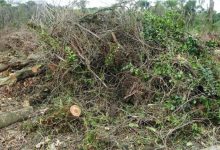 Vila do Conde recolheu em junho mais de 100 toneladas de resíduos verdes