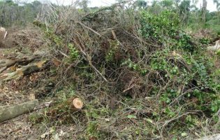 Vila do Conde recolheu em junho mais de 100 toneladas de resíduos verdes