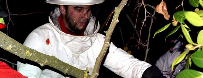 Bombeiros de Vila do Conde destroem mais 3 ninhos de vespa asiática