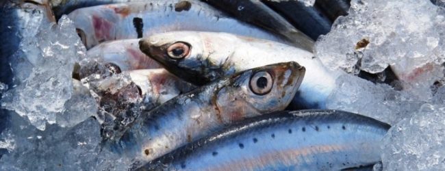 Cada pescador de sardinha vai receber 960 euros pela paragem de 30 dias