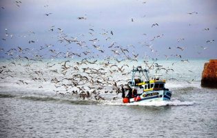 Pesca da sardinha através do cerco está proibida em Portugal