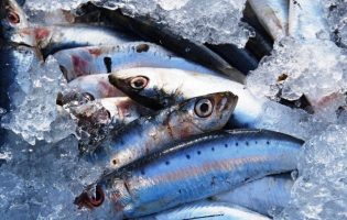 Portugal e Espanha limitam pesca da sardinha a 14 mil toneladas em 2018
