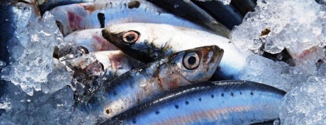 Portugal e Espanha limitam pesca da sardinha a 14 mil toneladas em 2018