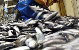 Portugal e Espanha podem pescar até 14.600 toneladas de sardinha em 2018