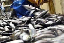 Pesca da sardinha volta a estar proibida até 21 de maio