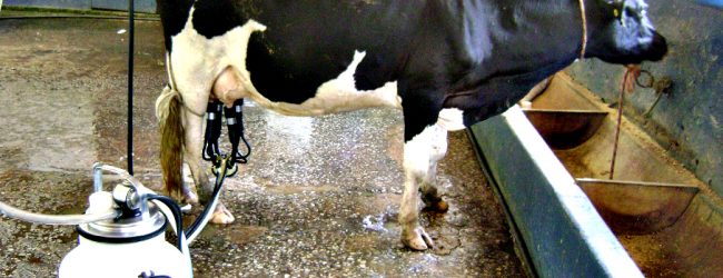 APROLEP critica redução de um cêntimo por litro de leite