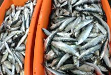 Polícia Marítima apreende 110 quilogramas de peixe na Póvoa de Varzim