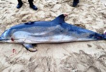 Golfinhos mortos interditam parte da praia do Carvalhido da Póvoa de Varzim