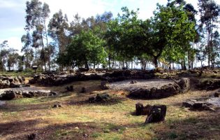 Câmara Municipal de Vila do Conde faz regeneração de árvores na Cividade de Bagunte