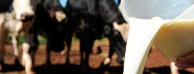 Produtores de leite portugueses receberam menos 421,5 Milhões de Euros do que a média dos países da União Europeia