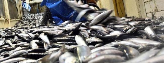 Apropesca de acordo com a proibição da pesca de sardinha pequena mas critica descida da quota