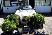 10 pessoas detidas em Vila do Conde  por usarem loja para vender droga plantada no quintal