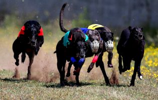 Criadores de galgos dizem na Póvoa de Varzim que polémica “não passa de populismo barato”