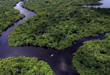 Investigadores do CIBIO-InBIO de Vila do Conde desvendam biodiversidade da Amazónia