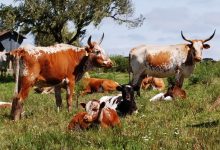 Investigadores do CIBIO-InBIO de Vila do Conde descobrem a origem do gado crioulo das Américas