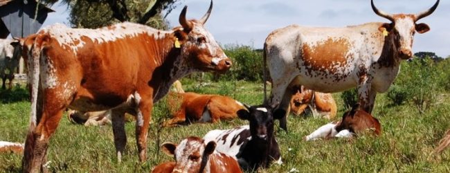 Investigadores do CIBIO-InBIO de Vila do Conde descobrem a origem do gado crioulo das Américas