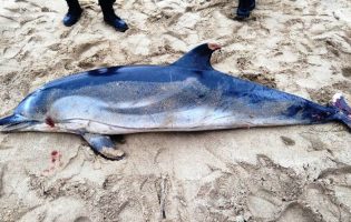 Cadáveres de golfinhos dão à costa em praias de freguesias da Póvoa de Varzim e de Vila do Conde