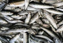 Nazaré considera quotas de sardinha, carapau e biqueirão insuficientes e reclama medidas