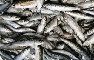 Nazaré considera quotas de sardinha, carapau e biqueirão insuficientes e reclama medidas