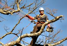 Organização ambientalista FAPAS critica “excessiva” poda de árvores em Vila do Conde